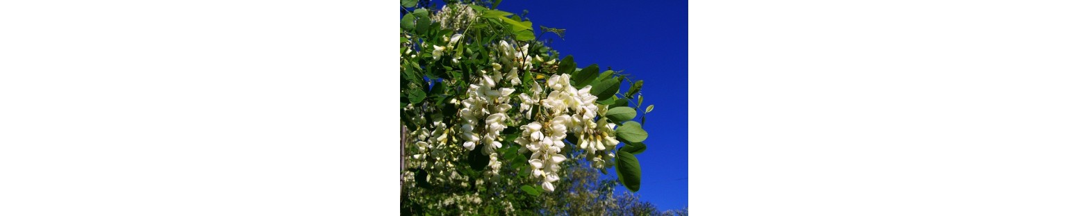 d'Acacia