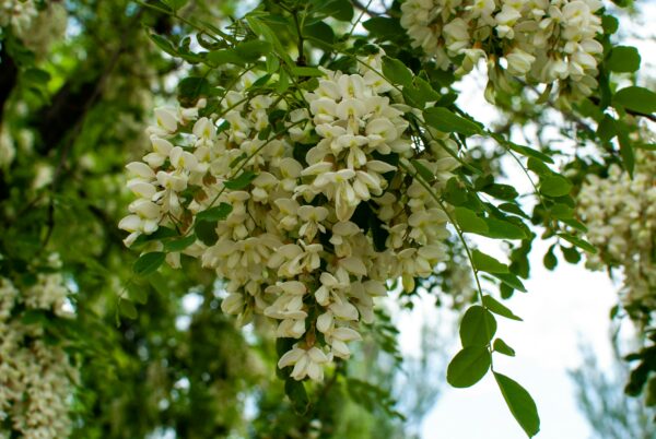 Miel d'Acacia